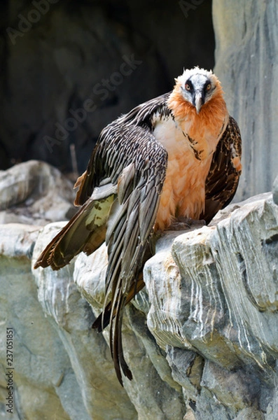 Obraz Bearded Vulture