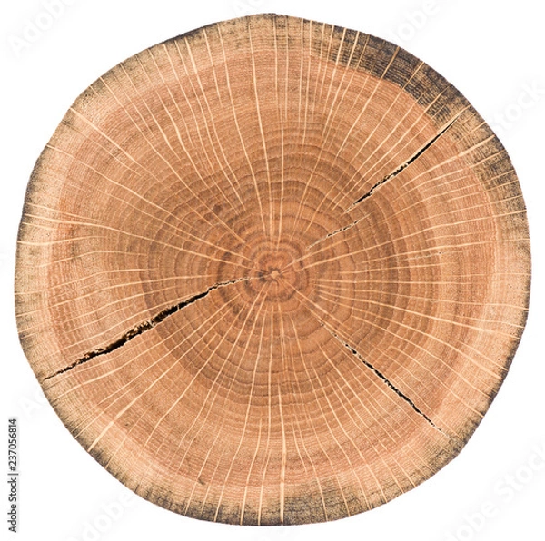 Fototapeta Oak tree slice. Round wood slab with annual rings and cracks isolated on white
