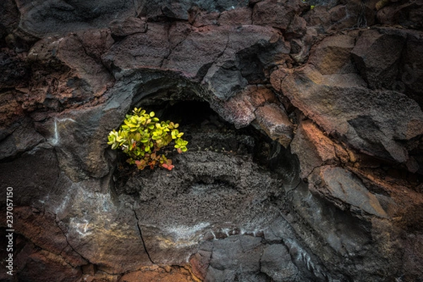 Obraz New life on the rocks