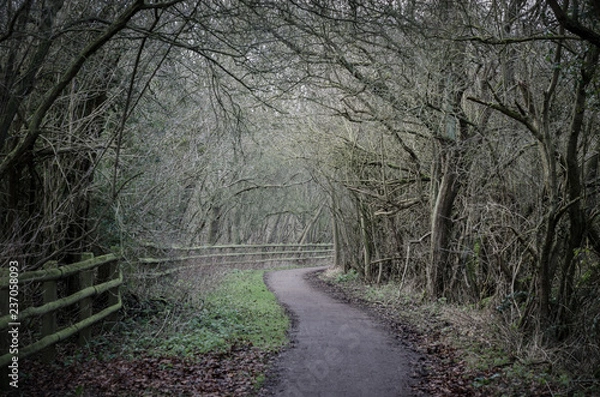 Obraz Scary path through a wicked forest