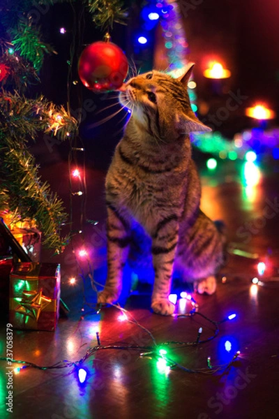 Obraz cat and Christmas lights