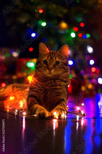 Obraz cat and Christmas lights