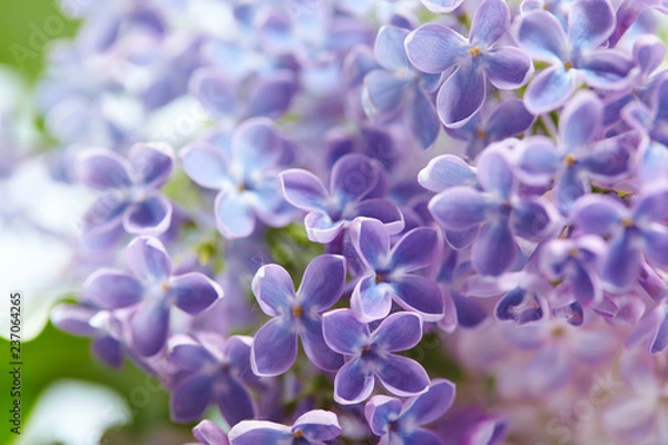 Fototapeta nice lilac