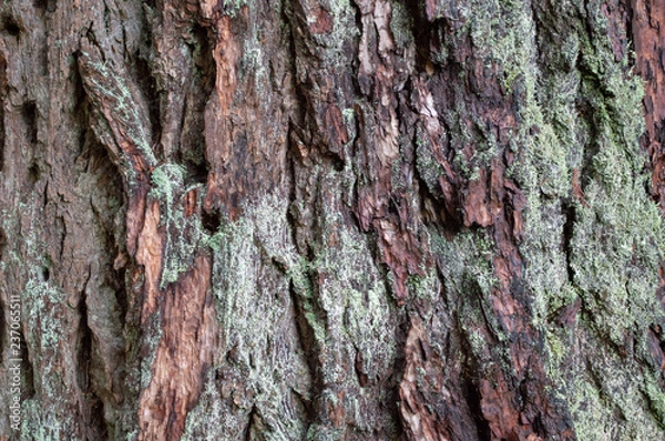 Fototapeta Wallpaper tree bark