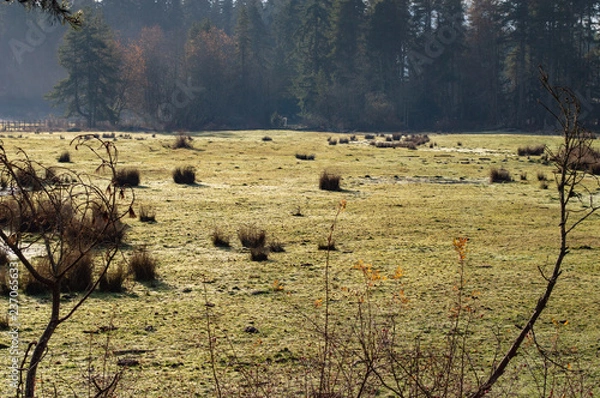 Fototapeta Meadow  landscape