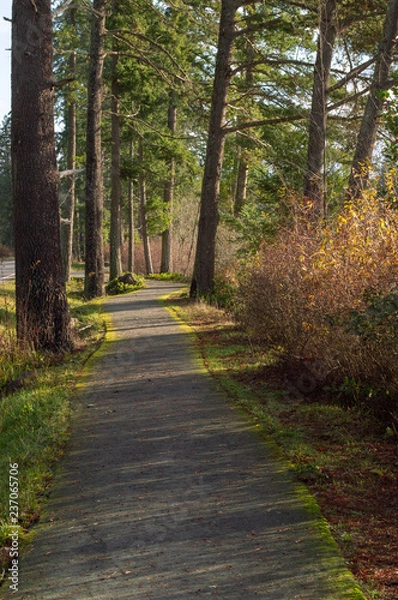 Fototapeta Walking path with trees