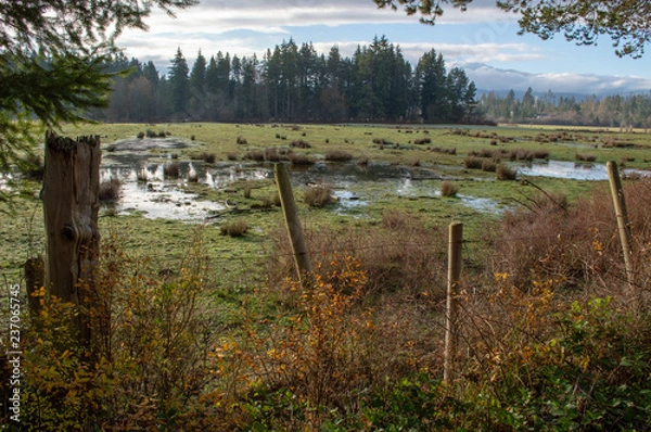 Obraz Grazing and marshland 
