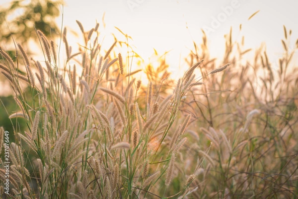 Fototapeta Wonderful landscape from the feather grass field in the evening sunset silhouette. serene feeling concept. countryside scenery atmosphere. image for background, wallpaper and copy space.