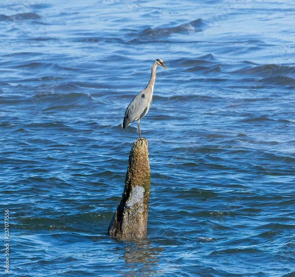 Obraz blue heron on ocean tree stump
