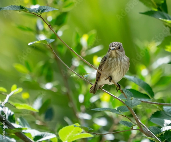 Obraz spotted flycatcher