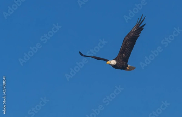 Obraz flying eagle with backwards L shaped wings