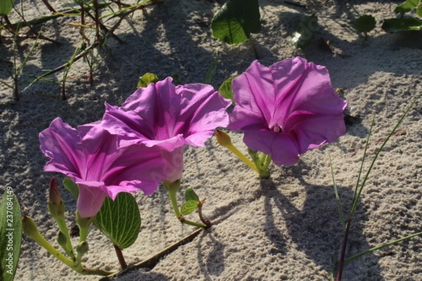 Obraz Beach landscape
