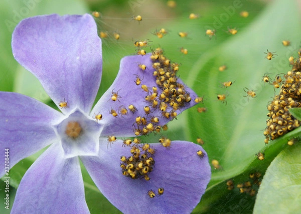 Obraz pająki dla dzieci