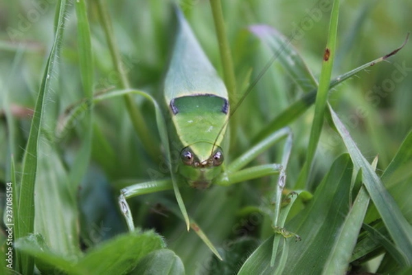 Obraz cricket on the grass