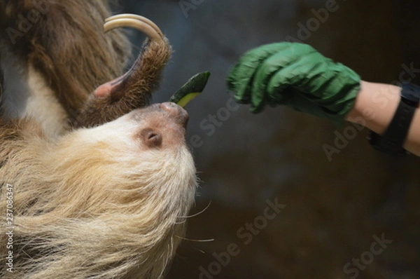 Obraz Zookeeper feeding a sloth