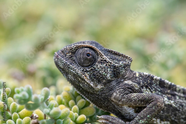 Obraz Chameleon Hiding