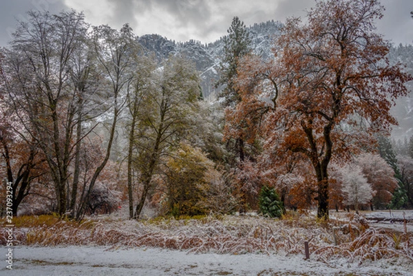 Fototapeta winter background with snow and trees changing colors