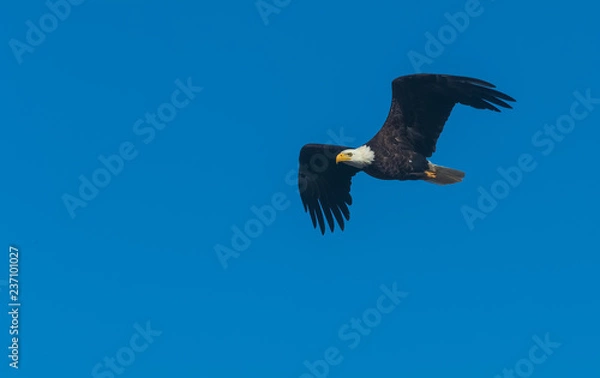 Obraz Flying bald eagle with arched wings