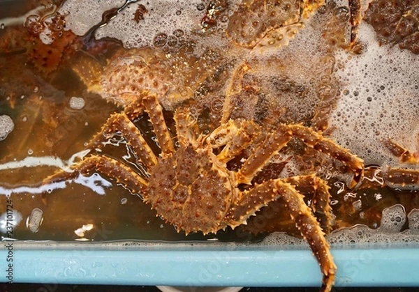 Obraz タラバガニ