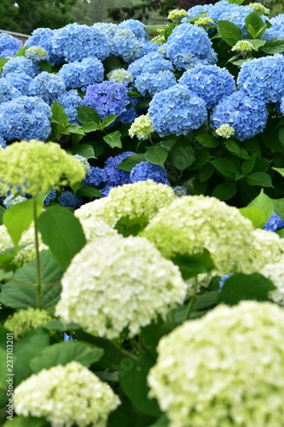 Obraz 青と白の紫陽花