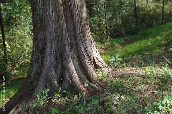 Fototapeta 木の根元