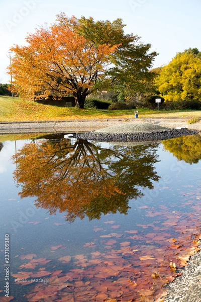 Obraz 水に映る紅葉