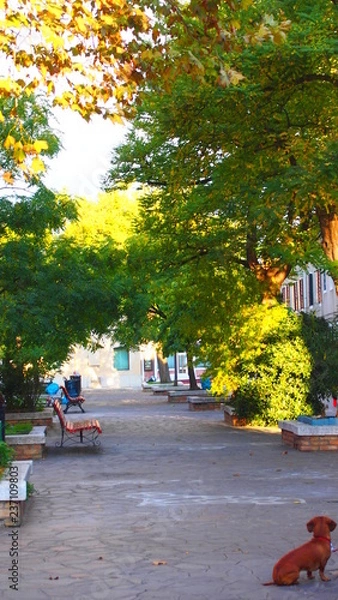 Obraz 遠くを見つめる犬