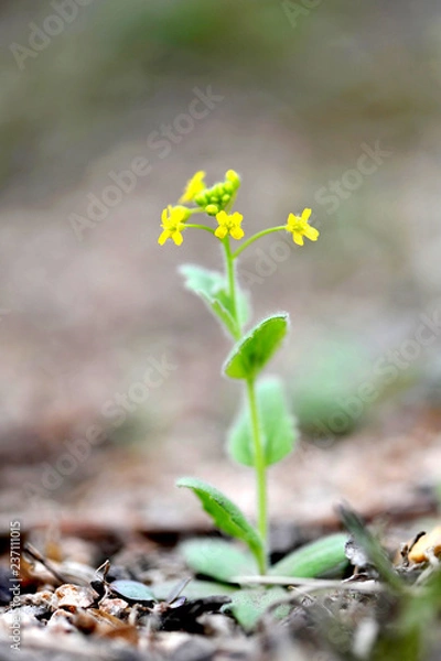 Obraz Korean wild flower