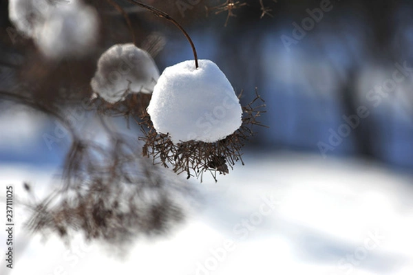 Obraz dried flowers covered by snow