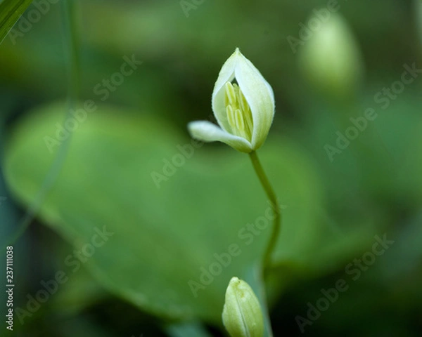 Obraz Korean wild flower