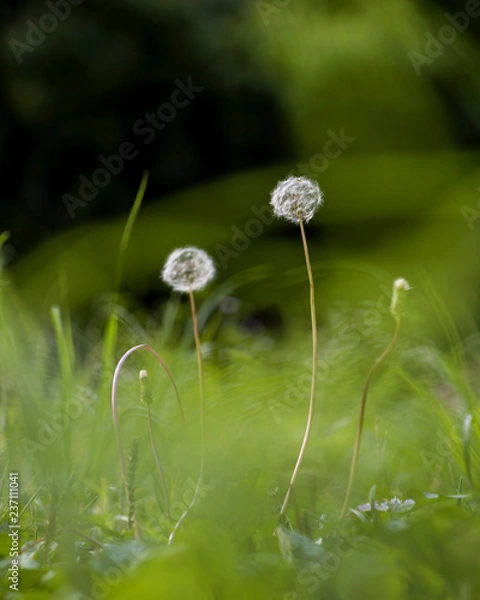 Obraz dedelion seeds
