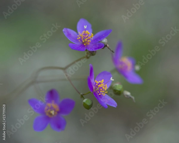 Fototapeta wild flower