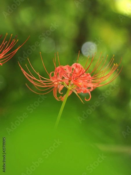 Obraz Korean wild flower