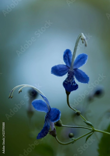 Obraz Korean wild flower