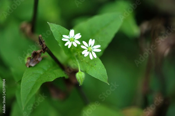 Obraz Korean wild flower