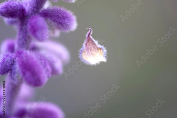 Obraz Korean wild flower