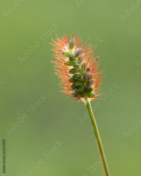 Obraz Korean wild flower