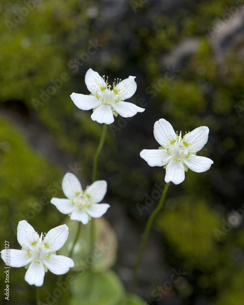 Obraz Korean wild flower