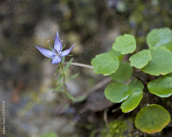 Obraz Korean wild flower