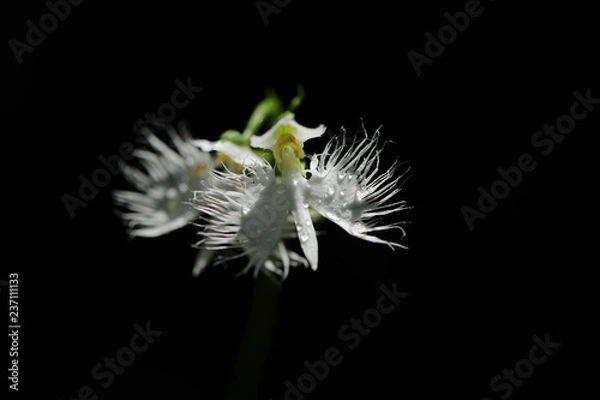 Obraz Korean wild flower