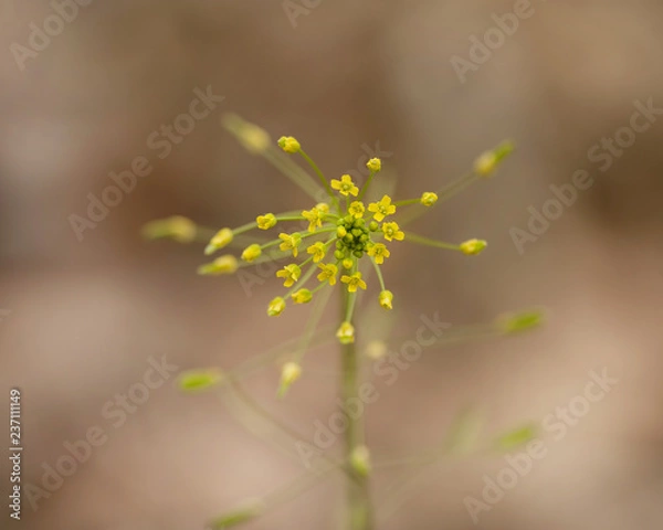 Obraz Korean wild flower