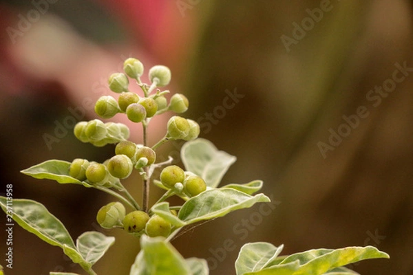 Obraz Vitex trifolia L.  at garden