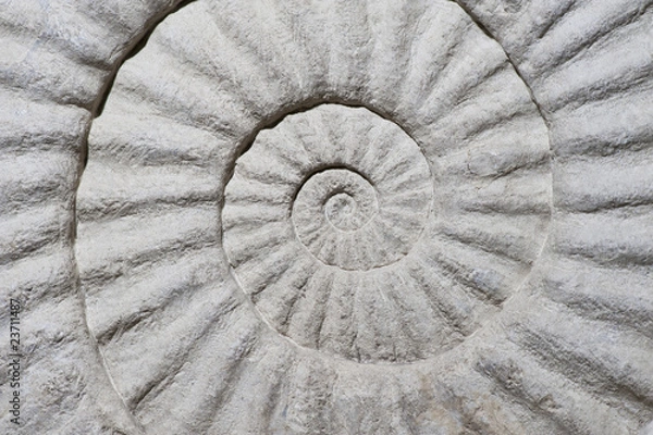 Fototapeta Shel Fossil