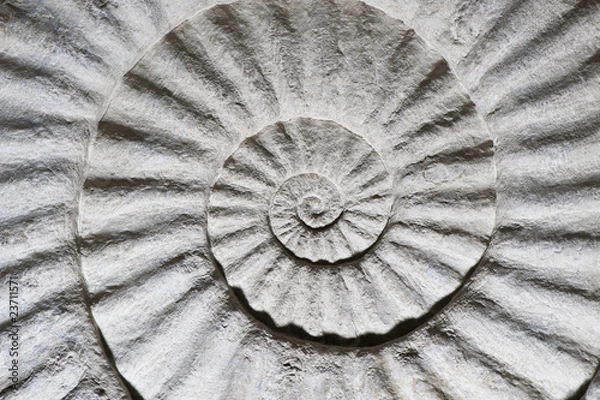 Fototapeta Shell Fossil na lewą stronę