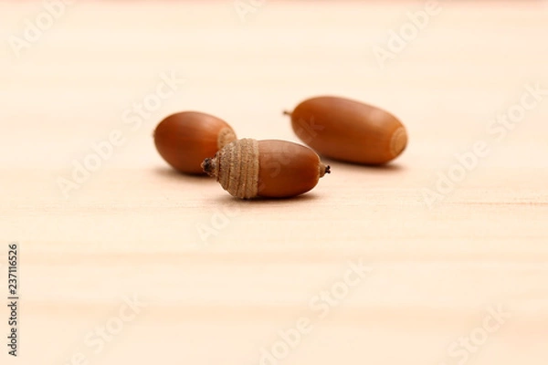 Obraz どんぐり素材２