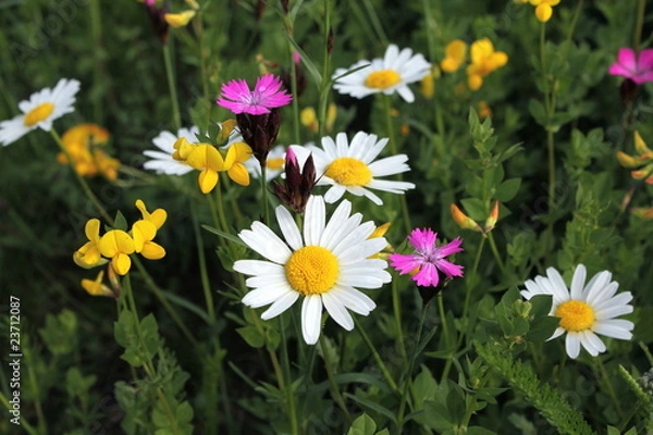Obraz blumen auf magerwiese