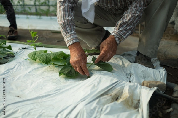 Obraz 今庄(福井県)-きゅうり畑