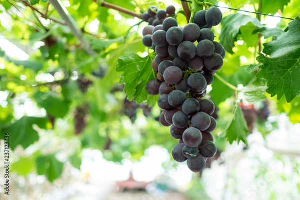 Obraz 今庄(福井県)-ぶどう畑