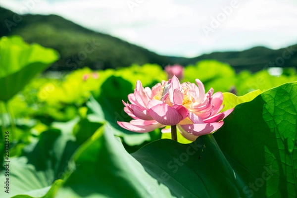 Obraz 今庄(福井県)-はすの花