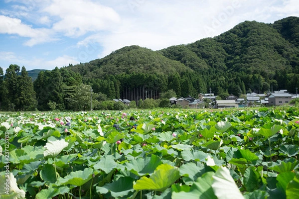 Obraz 今庄(福井県)-蓮畑